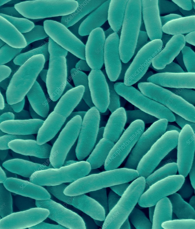 10 Bakteri Terbaik dan Bermanfaat Yang Ada Di Bumi