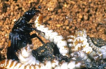Kumbang Memanipulasi Informasi Dari Bakteri Dalam Bangkai