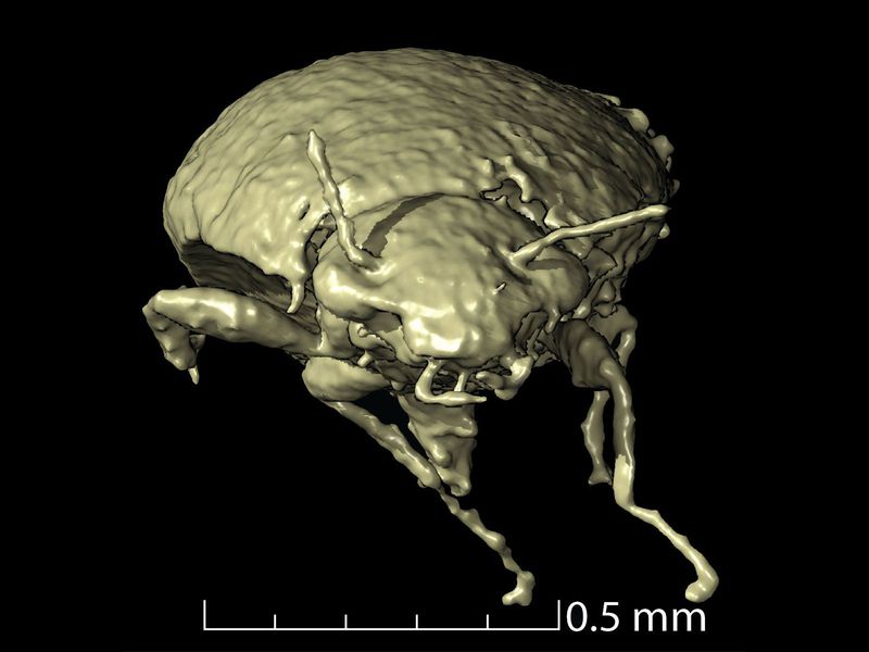 Spesies Baru Kumbang Ditemukan Berusia 230 Juta Tahun