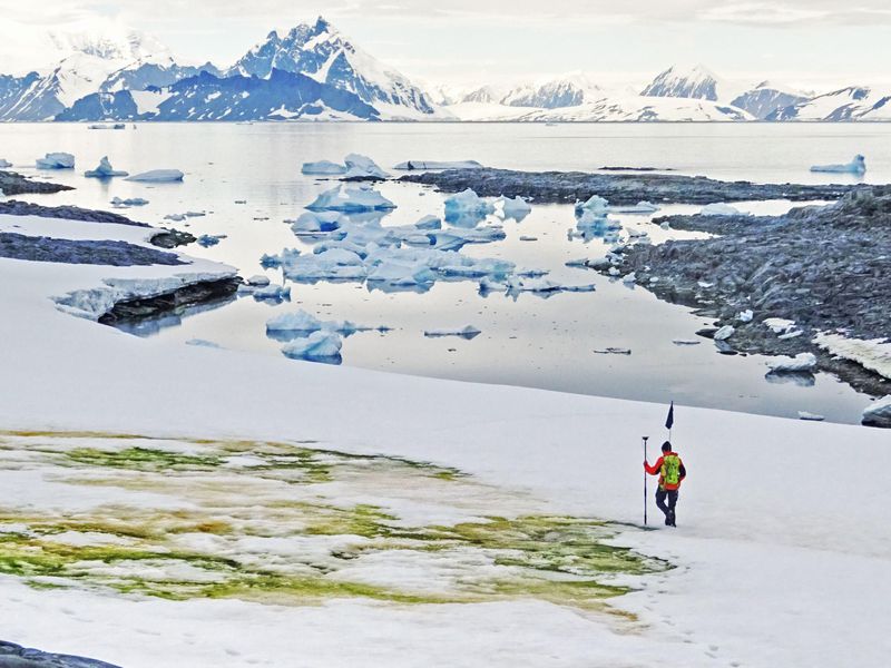 Alga Mekar Mengubah Es Antartika Menjadi Hijau